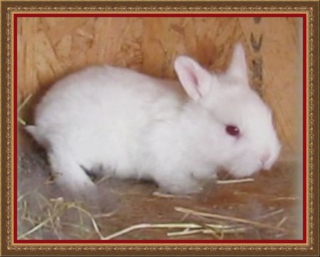 Én valamiért hófehérke lettem :)